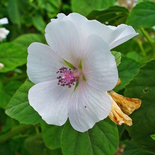 Marshmallow Root